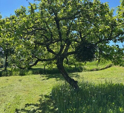 ++VERKAUFT++ Idyllischer, großer Schrebergarten in Lörrach-Stetten (Tüllinger Berg), 79539 Lörrach, Sonstige